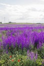 Consolida ajacis wild flowers bloom