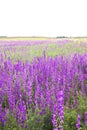 Consolida ajacis wild purple flowers