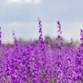 Consolida ajacis wild purple flowers Royalty Free Stock Photo