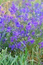 Consolida regalis - annual herbaceous flowering plant in central Russia