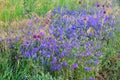 Consolida regalis - annual herbaceous flowering plant in central Russia