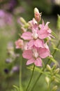 Consolida regalis in bloom, pink flowers Royalty Free Stock Photo