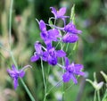 Consolida regalis blooms in the field