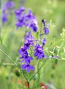 Consolida regalis blooms in the field