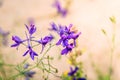 Consolida regalis flowers, known as Forking Larkspur