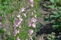 Consolida regalis. Wild flower of pink color. Delicate inflorescences