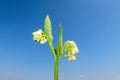 Consolidate flowering flower plant herb nature natural detail close up