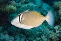 Conspicillum clown trigger fish in maldives Royalty Free Stock Photo