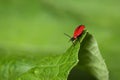 A red fire-coloured beetle sits on the bulge of a green leaf.