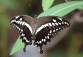 Constantine\'s swallowtail - (Papilio constantinus) Royalty Free Stock Photo