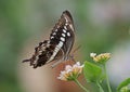Constantines Swallowtail Royalty Free Stock Photo
