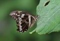 Constantines Swallowtail Royalty Free Stock Photo