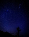 The constelation of Orion and Sirus the dog star rise over a giant Saguaro cactus in Arizona