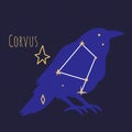 Constellation of corvus, star shape in form of bird