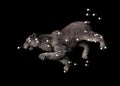 Constellation The Great Bear Royalty Free Stock Photo