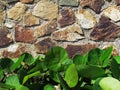 Contrasting stone wall with against bright green plants Royalty Free Stock Photo
