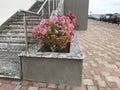 An Constructed concrete block work planter box with Beautiful plants and flowers near staircase entrance and stairs with Stainless