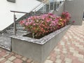 An Constructed concrete block work planter box with Beautiful plants and flowers near staircase entrance and stairs with Stainless