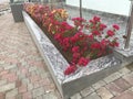 An Constructed concrete block work planter box with Beautiful plants and flowers near staircase entrance and stairs with Stainless