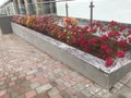 An Constructed concrete block work planter box with Beautiful plants and flowers near staircase entrance and stairs with Stainless