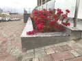 An Constructed concrete block work planter box with Beautiful plants and flowers near staircase entrance and stairs with Stainless