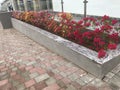 An Constructed concrete block work planter box with Beautiful plants and flowers near staircase entrance and stairs with Stainless