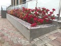 An Constructed concrete block work planter box with Beautiful plants and flowers near staircase entrance and stairs with Stainless