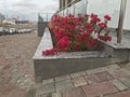 An Constructed concrete block work planter box with Beautiful plants and flowers near staircase entrance and stairs with Stainless