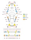 Construction of a cats teeth dental formula