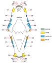 Construction of a cats teeth dental formula