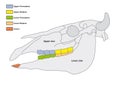 Construction of a cattle tooth dental formula