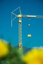 Construction crane and dandelions