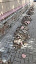 Construction debris on urban sidewalk with broken bricks and rubble, suitable for background Royalty Free Stock Photo
