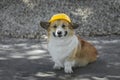 Construction dog corgi in a yellow hard hat sits on the repair site against the background of a pile of rubble and smiles