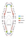 Construction of a dogs teeth dental formula