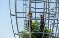 Construction of ellipse-shaped metal structures to insulate the tropical Jacaranda Jacaranda mimosifolia trees