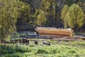 construction of a new log house on a logging site in the wild taiga Royalty Free Stock Photo