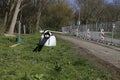 construction of a pipeline for transportation of high calorific natural and hydrogen gas in Nieuwrkerk aan den IJssel