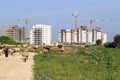 Construction site on the outskirts of the city. A herd of sheep in the foreground