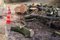 construction site with a saw due to tree felling work in a park Royalty Free Stock Photo