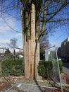 On a construction site, trees are protected from damage with boards. Protect nature.