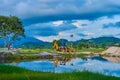 A construction tractor works in a field on a tropical island. Start of construction