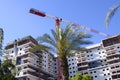 Construction work site. The site with cranes and big palm tree.