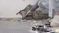 Construction worker hands with gloves working with spatula scrape off the plaster from the wall for house renovation, close up