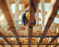 Construction Worker Installing Timber Beams in a New Home Construction Project, Skilled Laborer Working on Framing for a Royalty Free Stock Photo