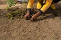 Construction worker planting grass in the facility area.