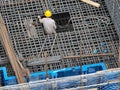 Construction workers building the Huajiang bridge in Guizhou, China
