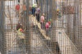 Construction workers fixing reinforcing steel bars