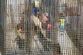 Construction workers fixing reinforcing steel bars for