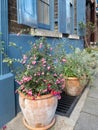 Coralberry Symphoricarpos Orbiculatus Moench plant, in front of historic Huguenot house on Wilkes Street, Spitalfield, London UK